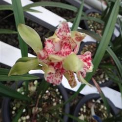 四季常開的極品奇花——水果香蘭，帶兩大芽的養護指南